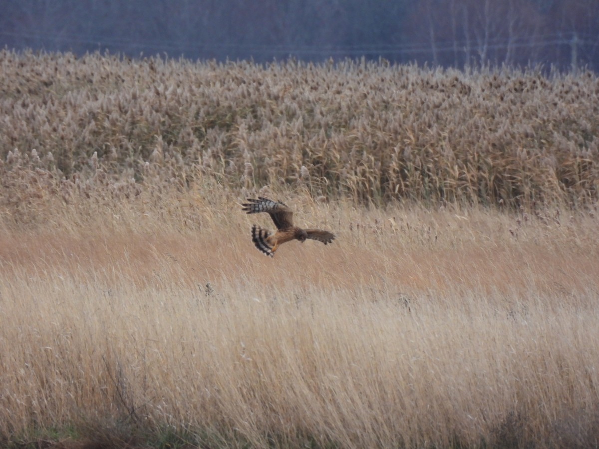 Northern Harrier - ML645458863