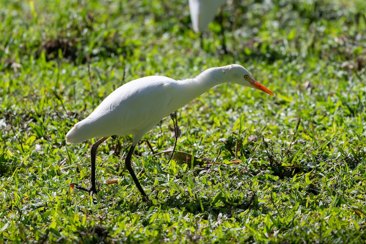 Western Cattle-Egret - ML645458864