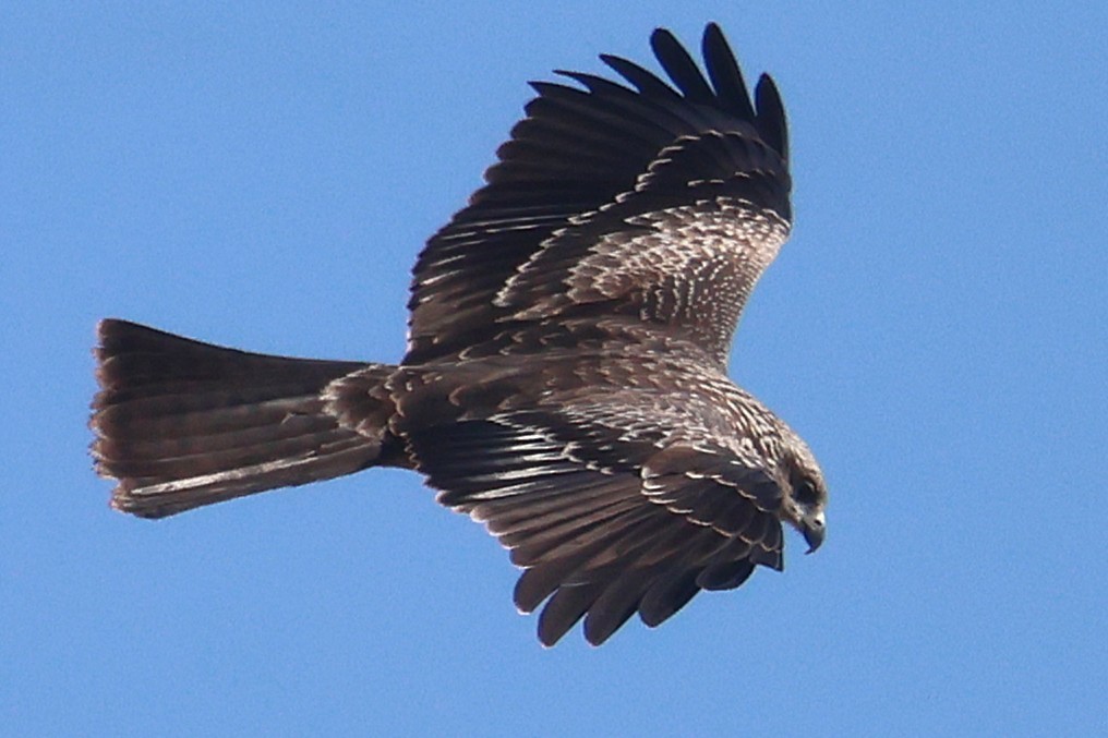 Black Kite - ML645458868