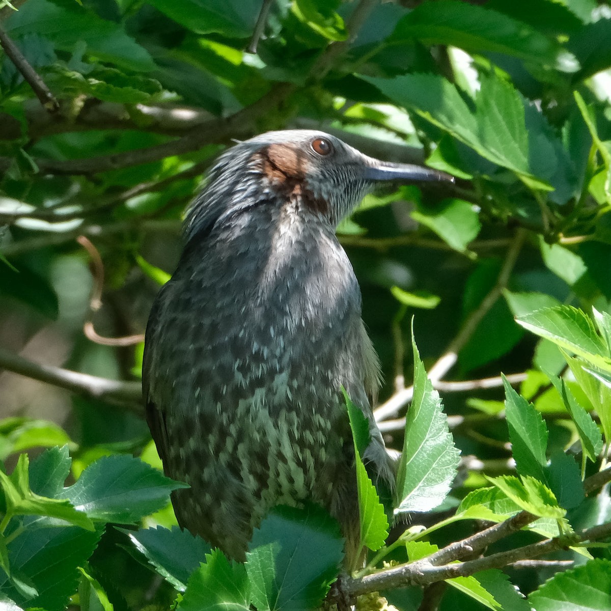 Brown-eared Bulbul - ML645458874