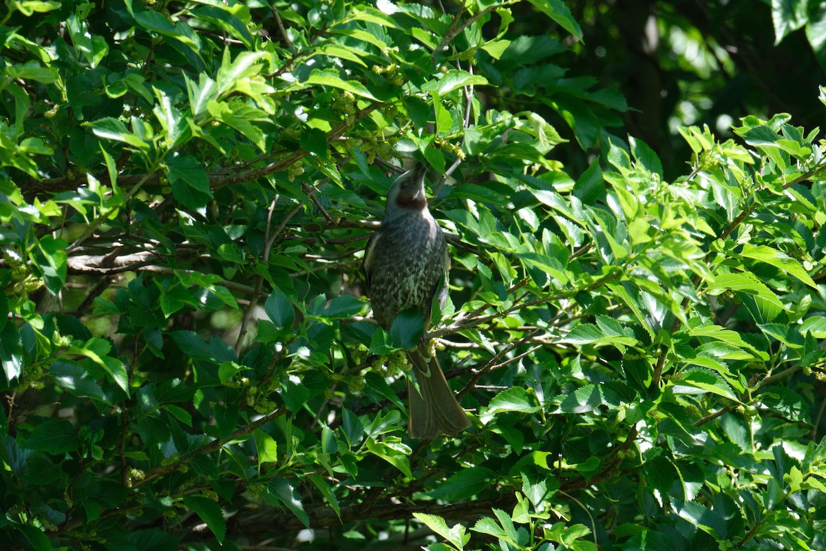 棕耳鵯 - ML645458878