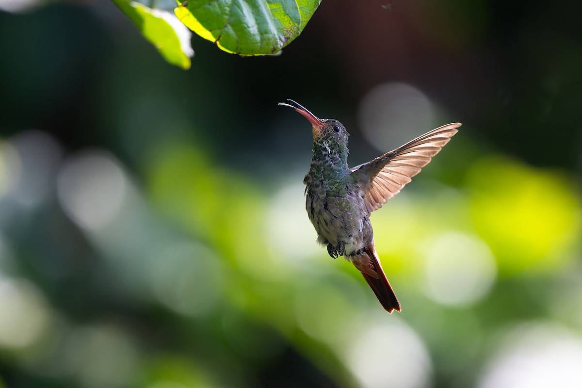 Rufous-tailed Hummingbird - ML645458879