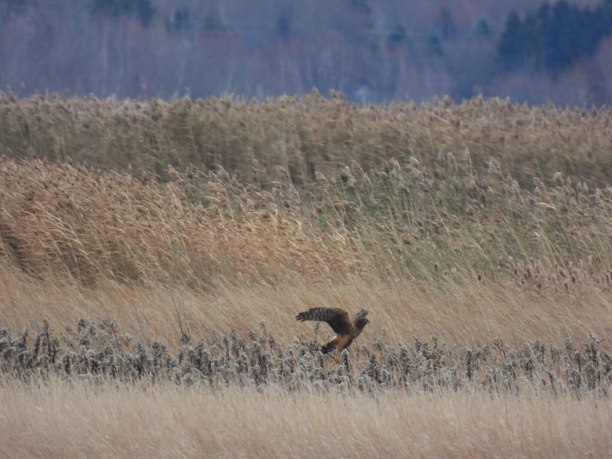 Northern Harrier - ML645458880
