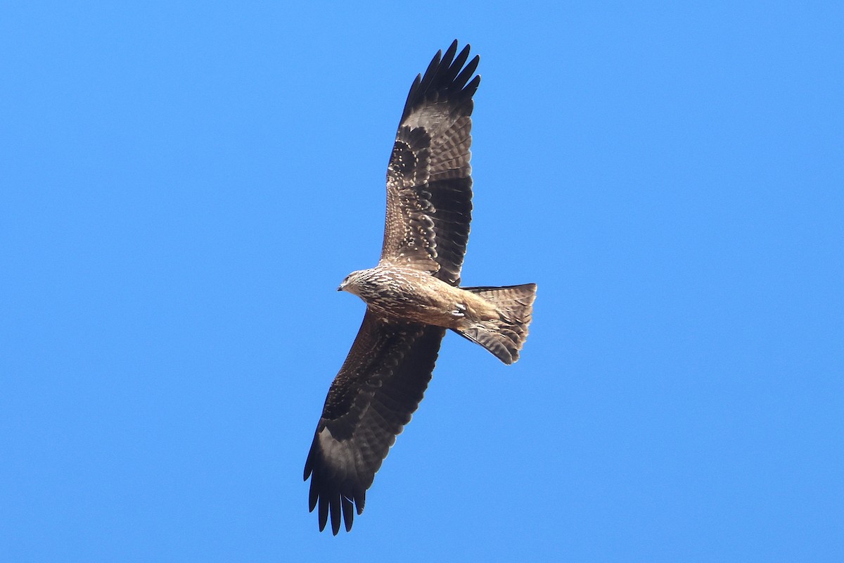 Black Kite - ML645458881