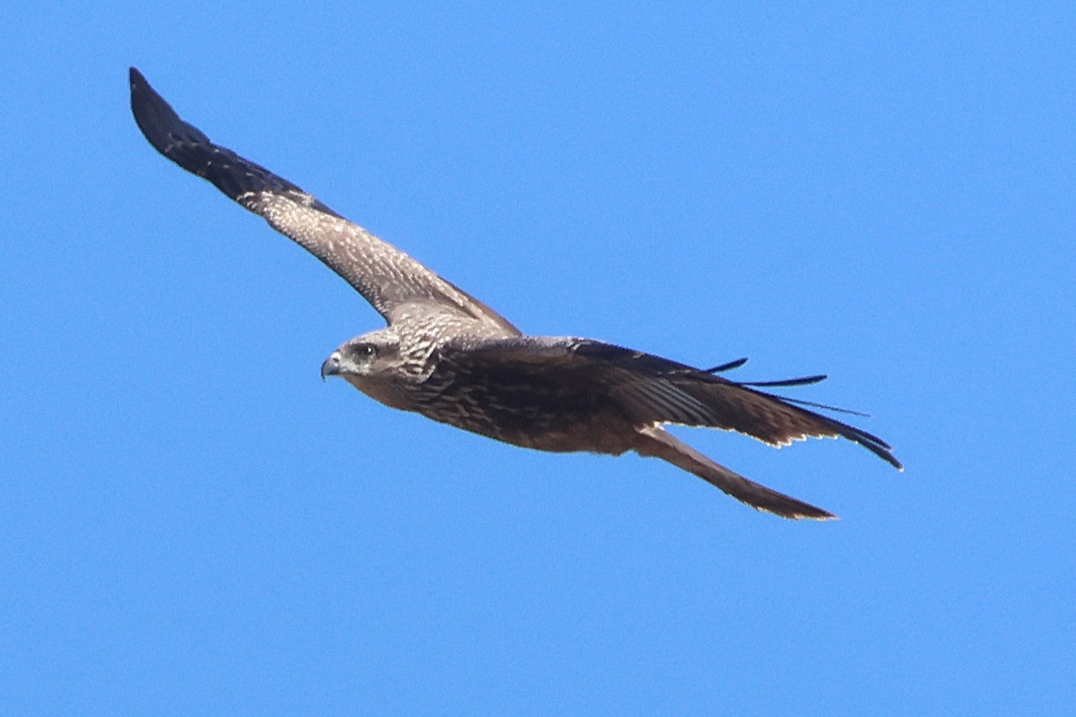 Black Kite - ML645458885