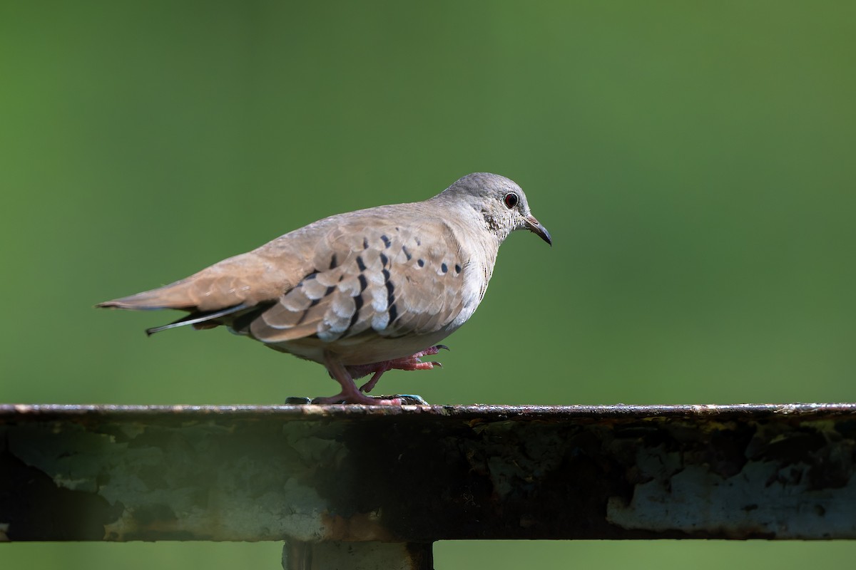 Ruddy Ground Dove - ML645458886