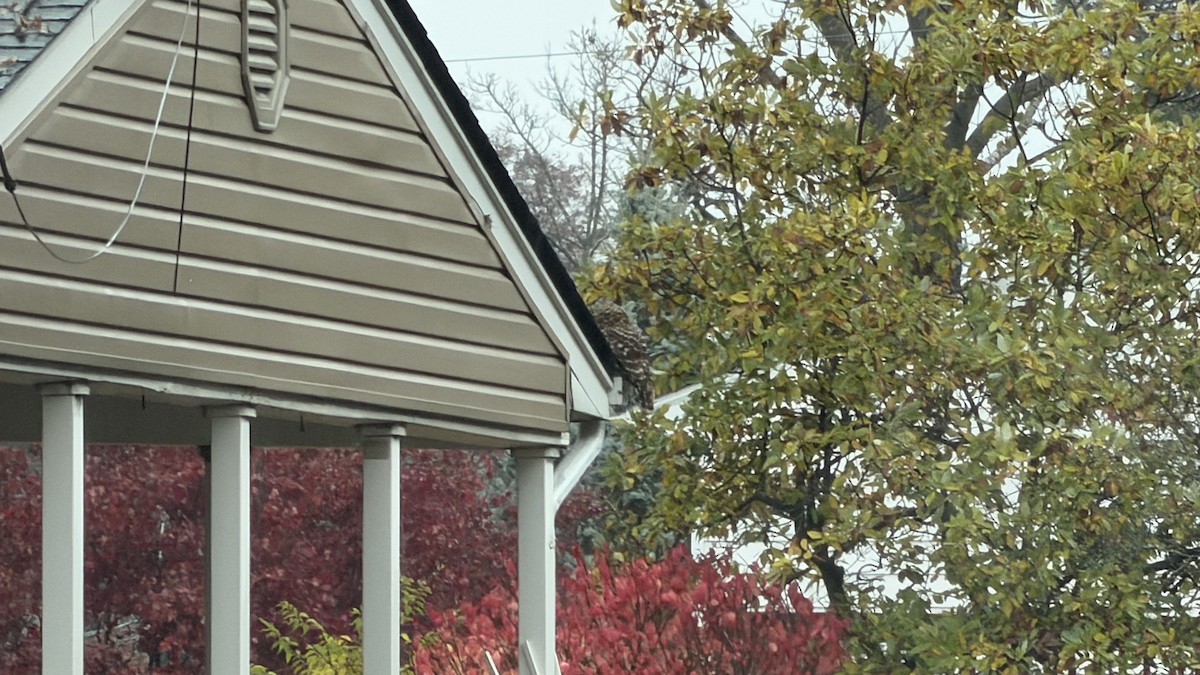 Barred Owl - ML645458887