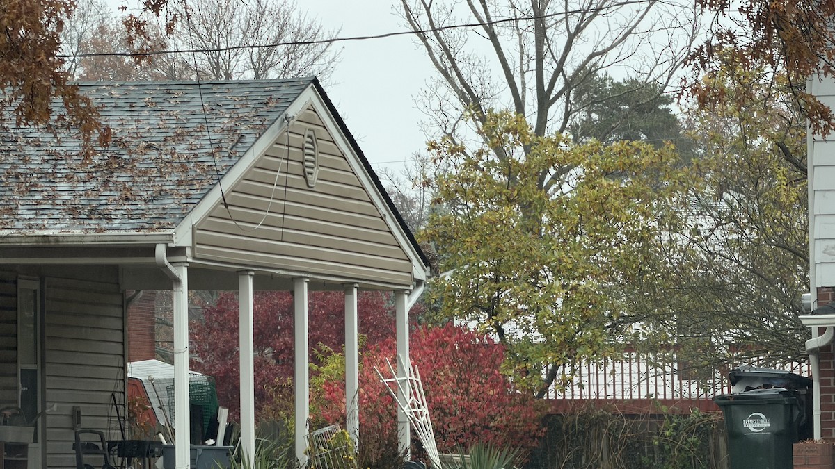 Barred Owl - ML645458888