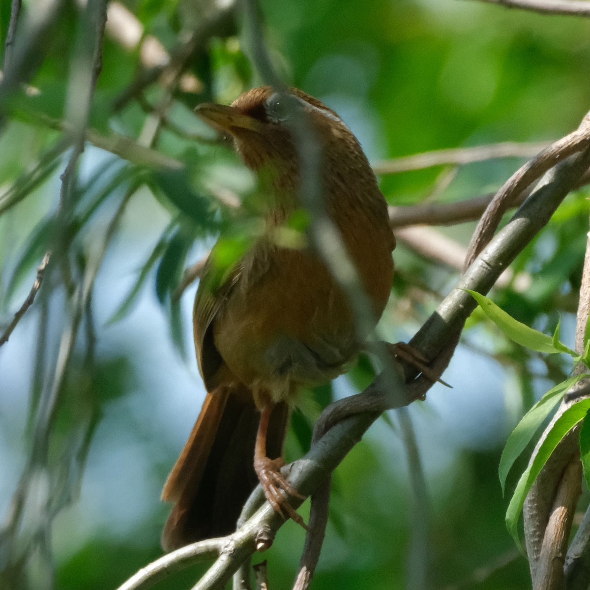 大陸畫眉 - ML645458889