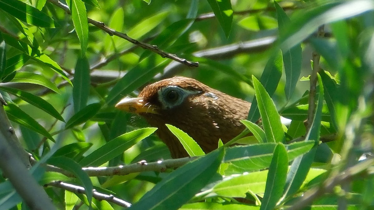 大陸畫眉 - ML645458890