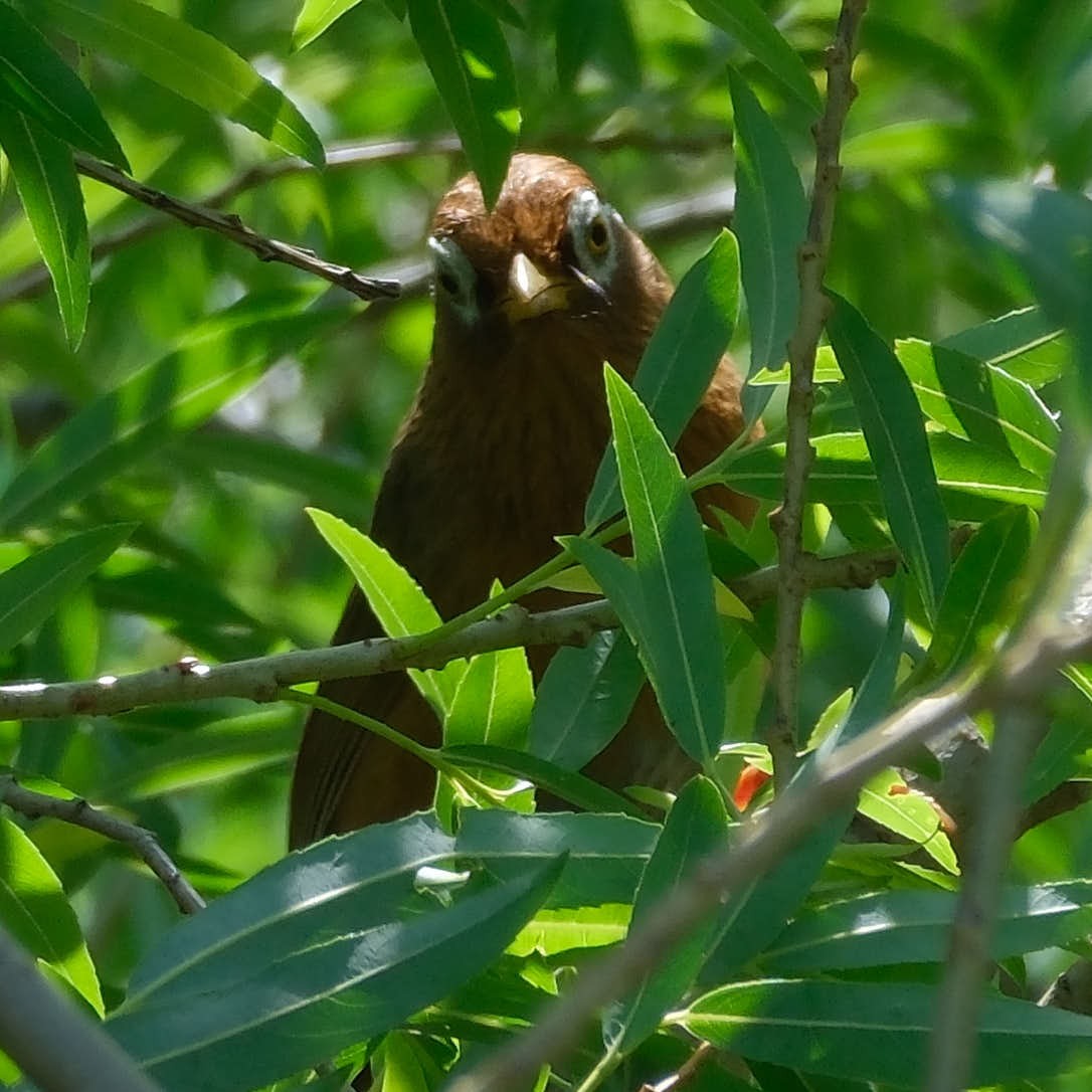 大陸畫眉 - ML645458891