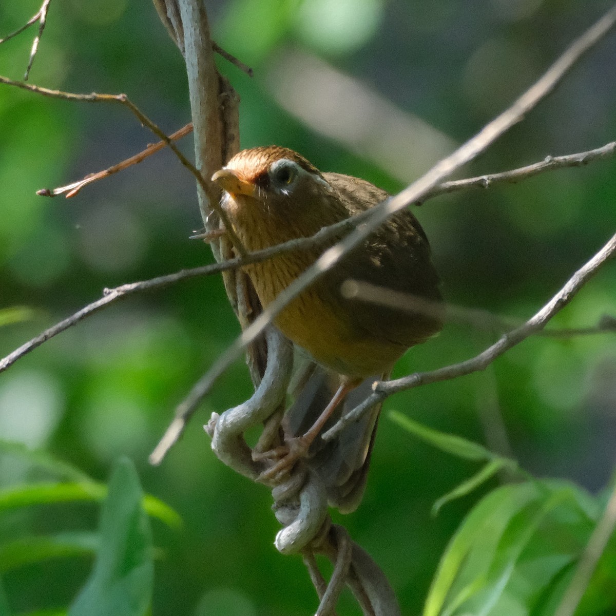 大陸畫眉 - ML645458892