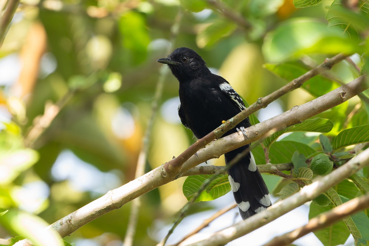 Jet Antbird - ML645458893