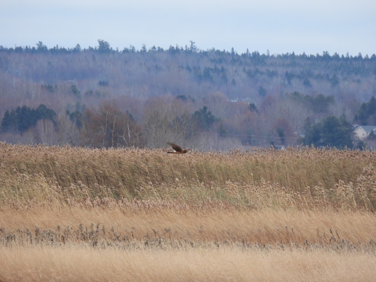 Northern Harrier - ML645458894