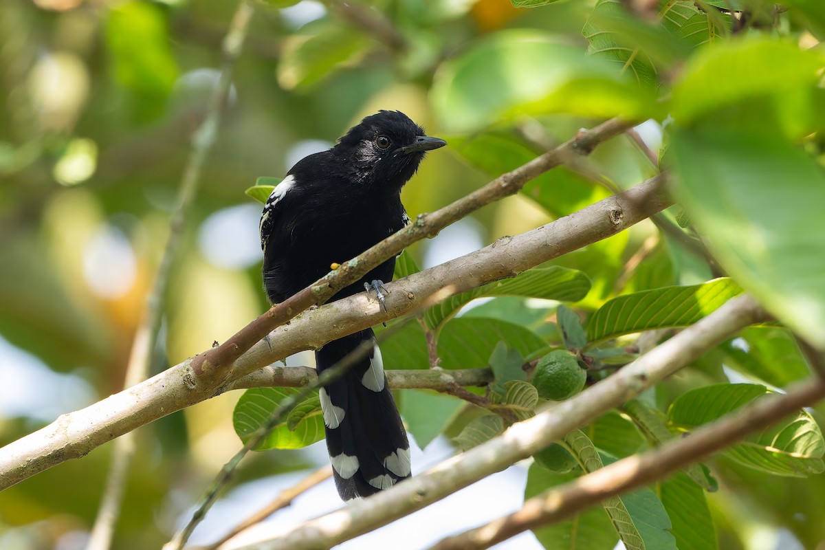 Jet Antbird - ML645458895