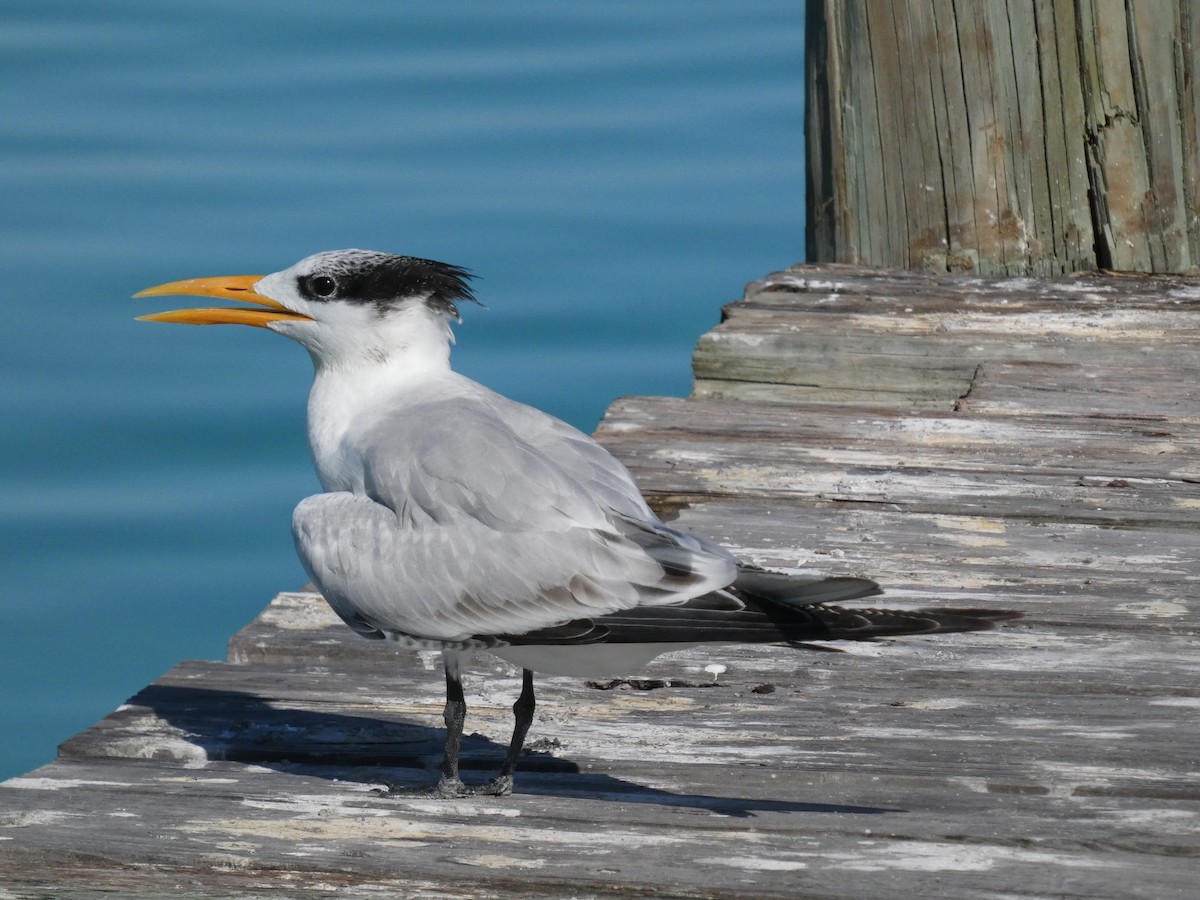 Royal Tern - ML645458897