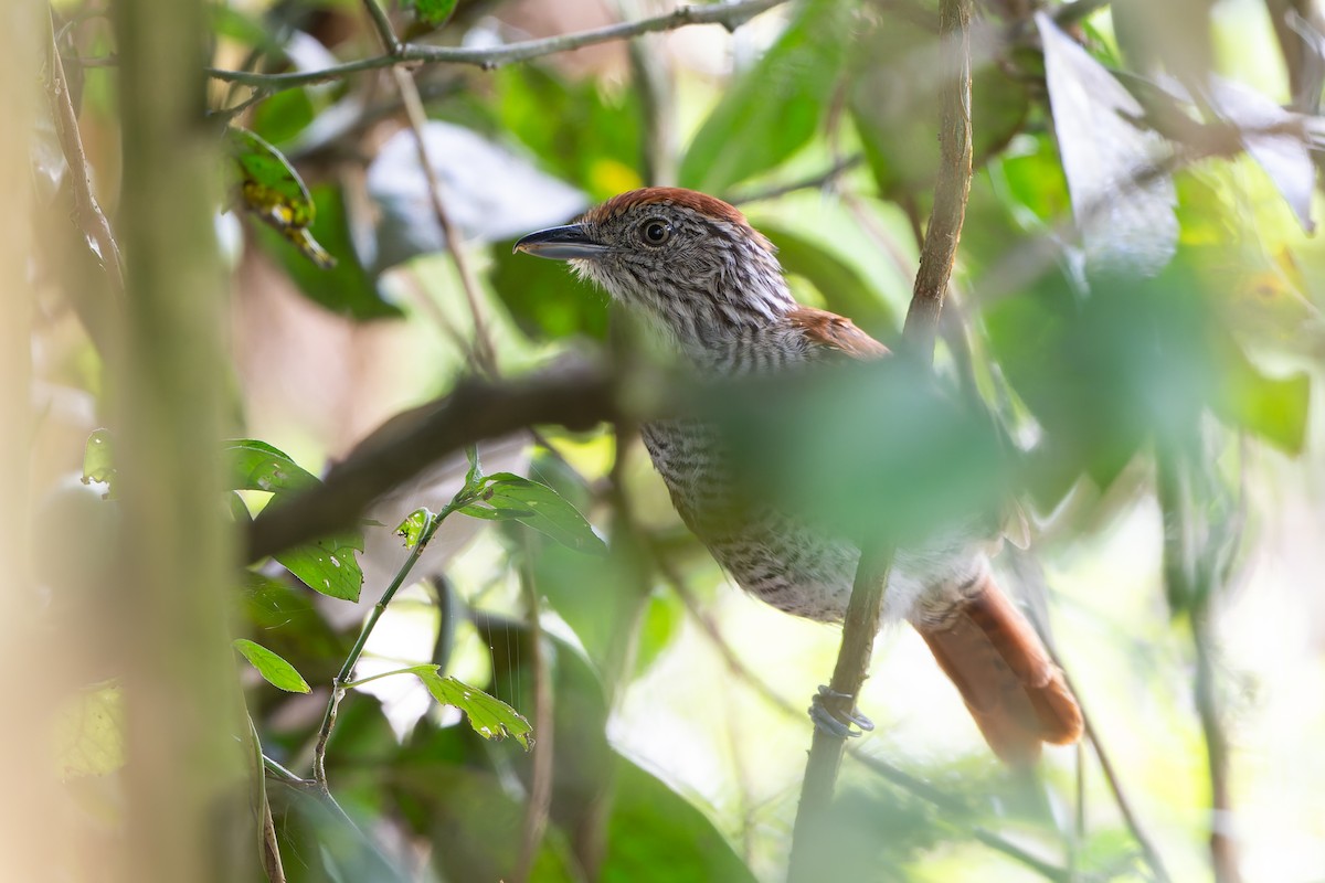 Bar-crested Antshrike - ML645458898