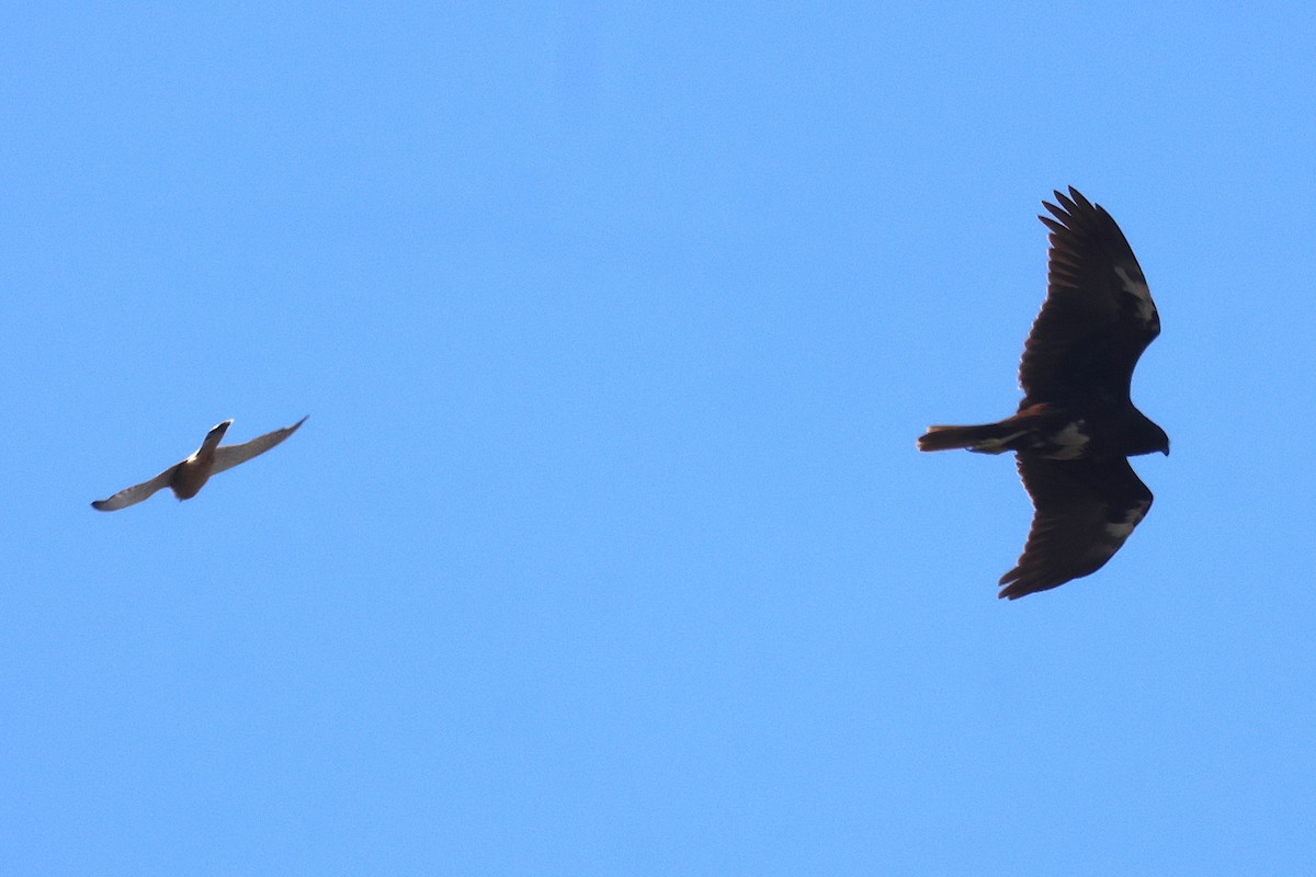 Eurasian Kestrel - ML645458899
