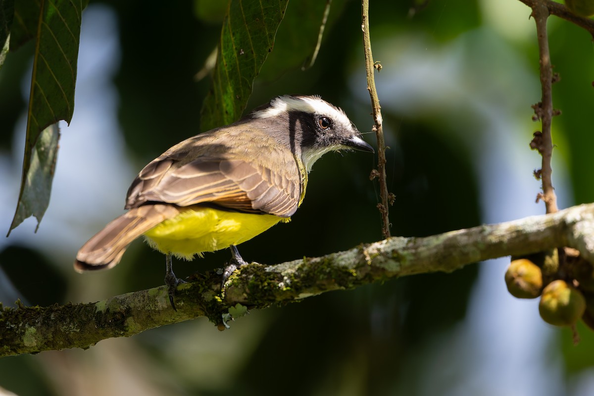 Rusty-margined Flycatcher - ML645458900