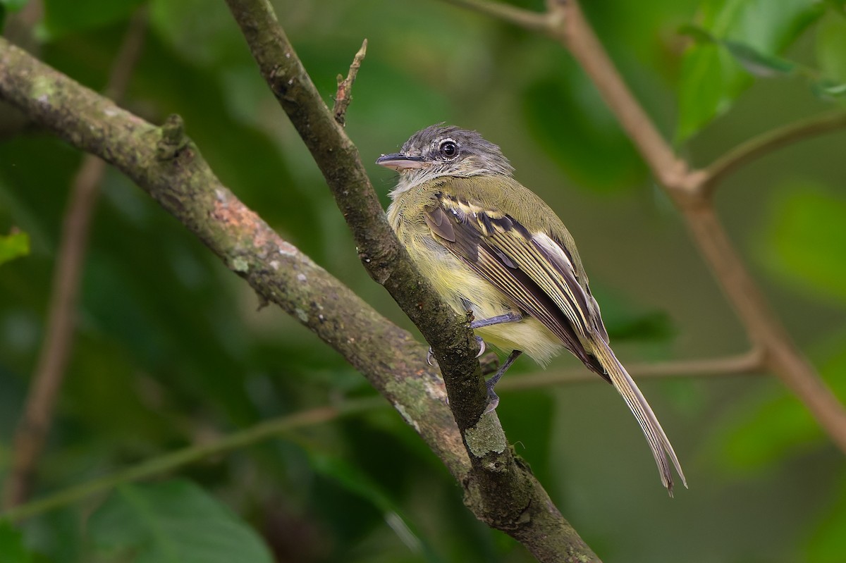 Yellow-olive Flatbill - ML645458906