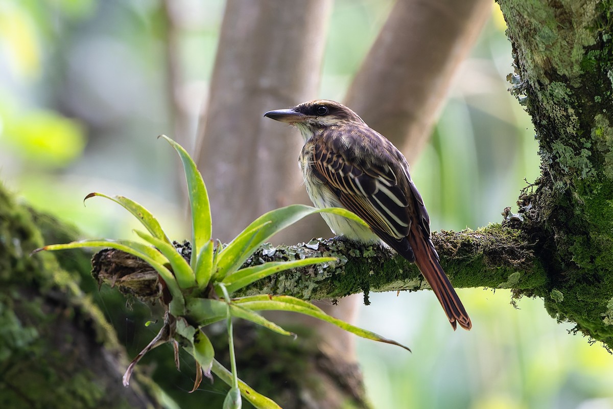 Streaked Flycatcher - ML645458907