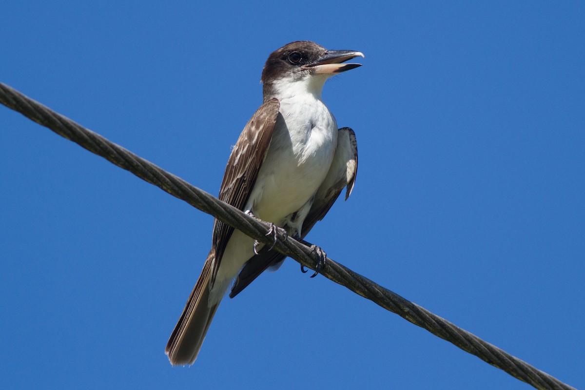 Giant Kingbird - ML64545891