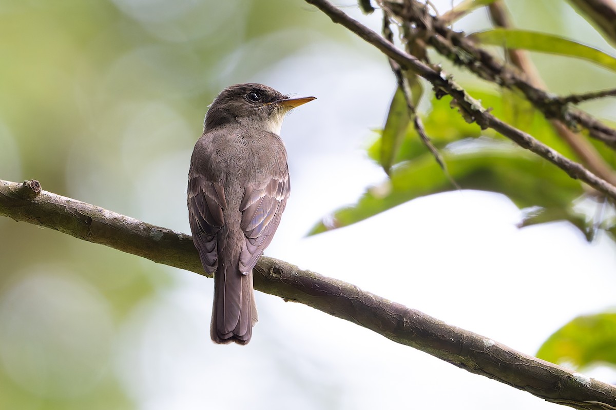 Eastern Wood-Pewee - ML645458916