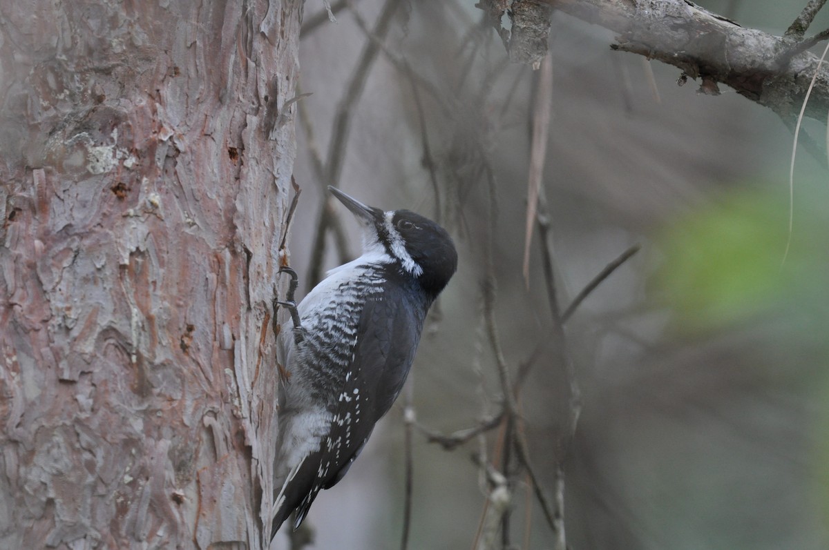 Black-backed Woodpecker - ML645458925