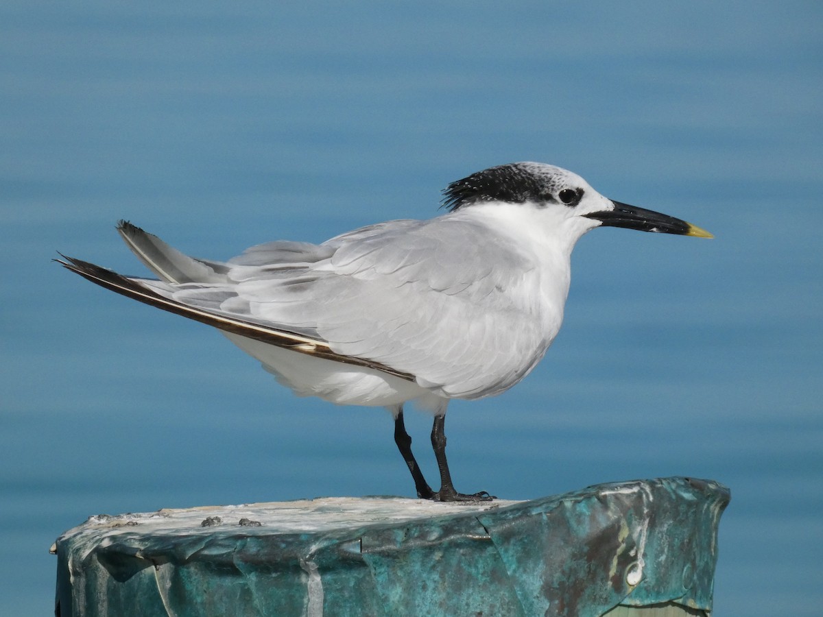 Sandwich Tern - ML645458930