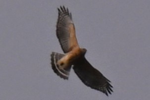 Red-shouldered Hawk - ML645458933