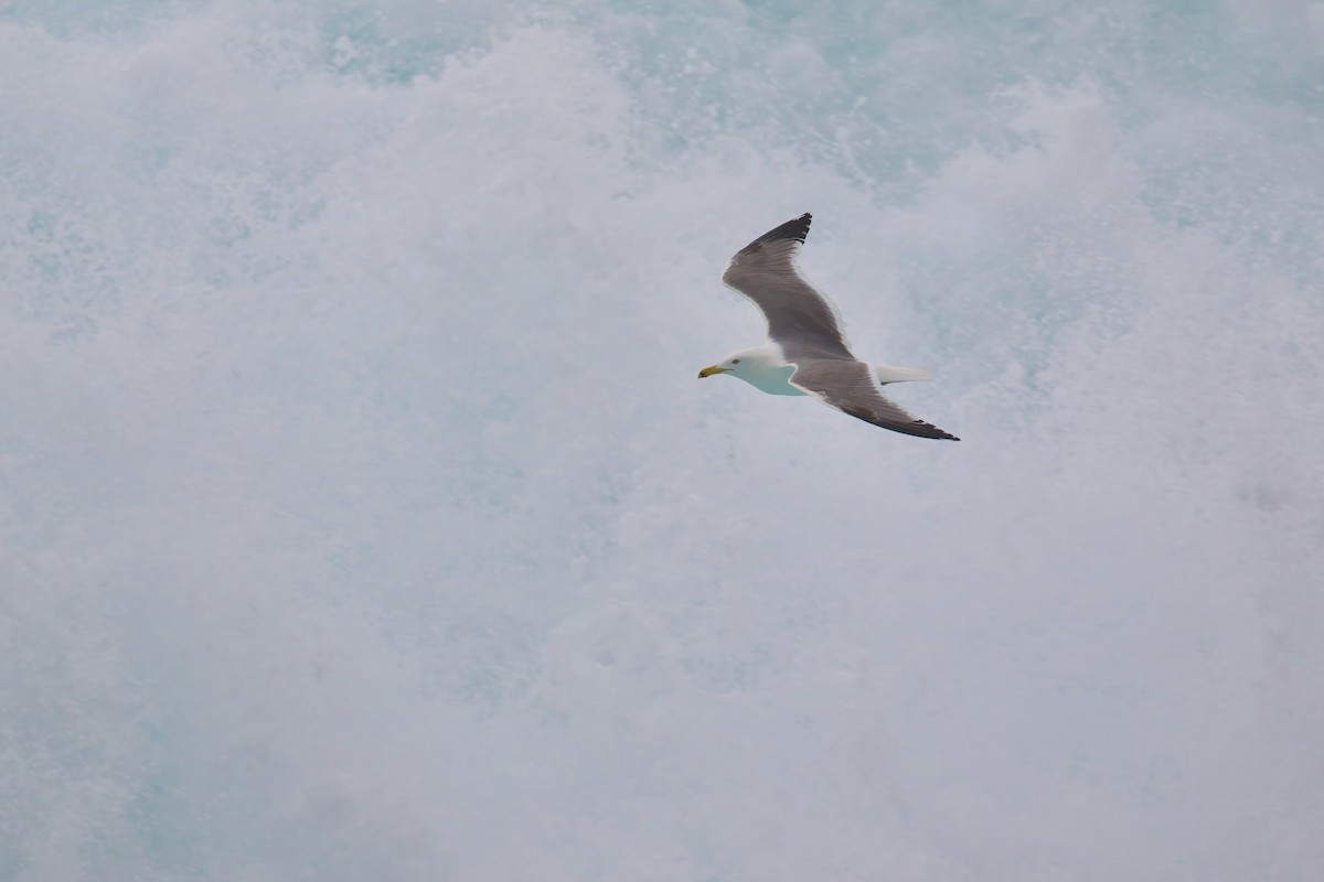 Yellow-legged Gull - ML645458943