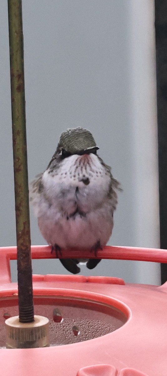 Ruby-throated Hummingbird - ML645458947