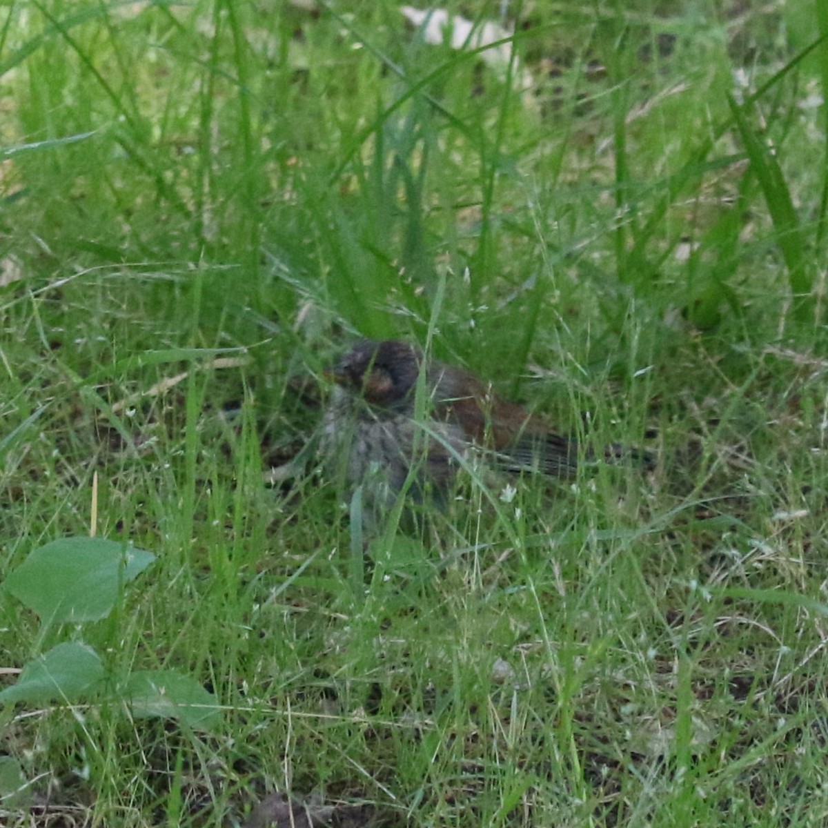 Yellow-eyed Junco - ML645458953