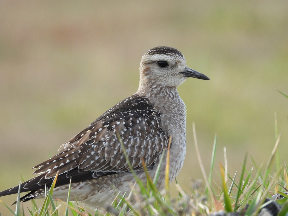 American Golden-Plover - ML645458957