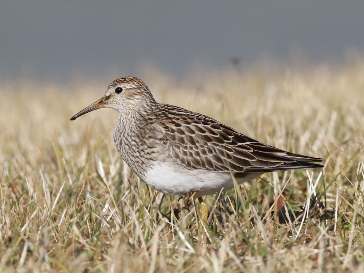 Çizgili Kumkuşu - ML645458959