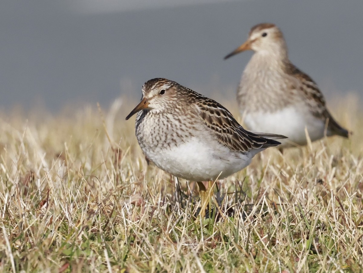 Çizgili Kumkuşu - ML645458960