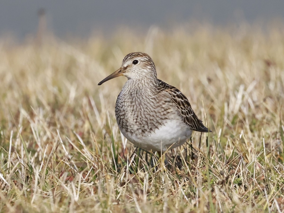 Çizgili Kumkuşu - ML645458961