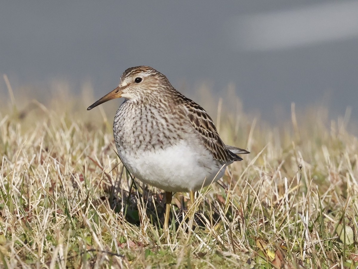 Çizgili Kumkuşu - ML645458962