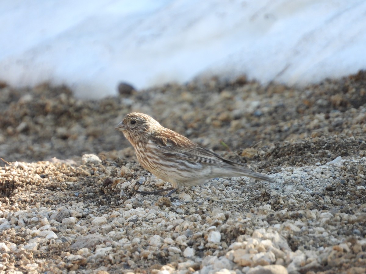 Yellow-bridled Finch - ML645458986