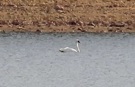 swan sp. - ML645458988