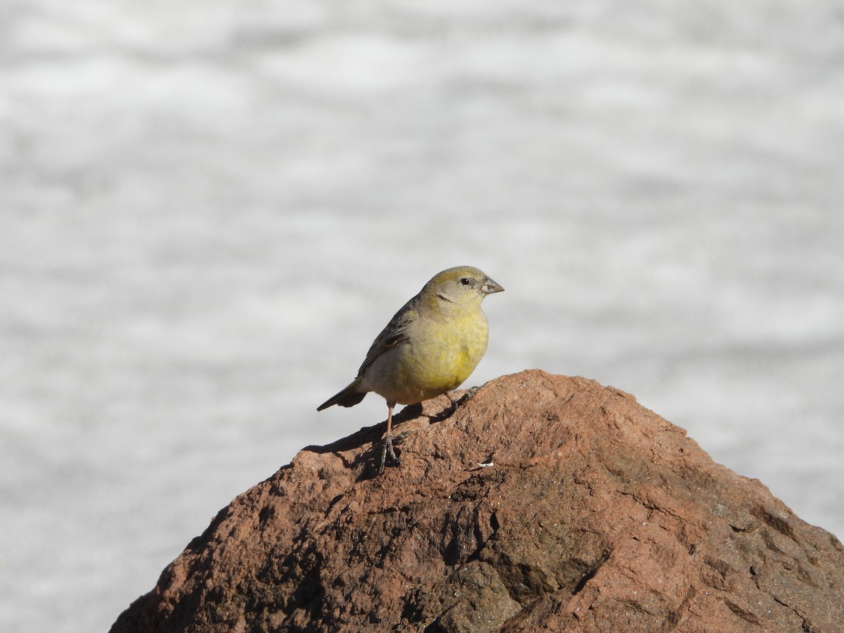 Greater Yellow-Finch - ML645458989