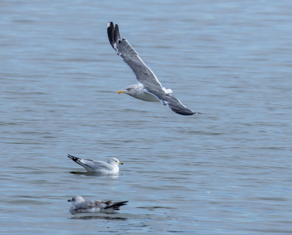 Lesser Black-backed Gull - ML645458990