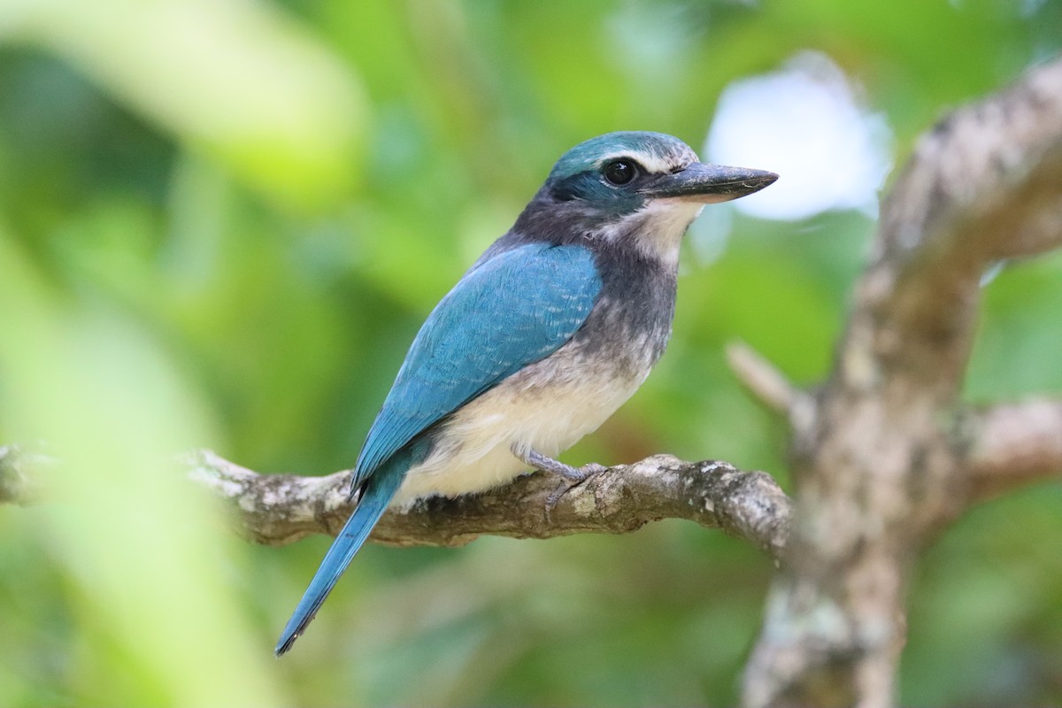 ledňáček markézský - ML645458992