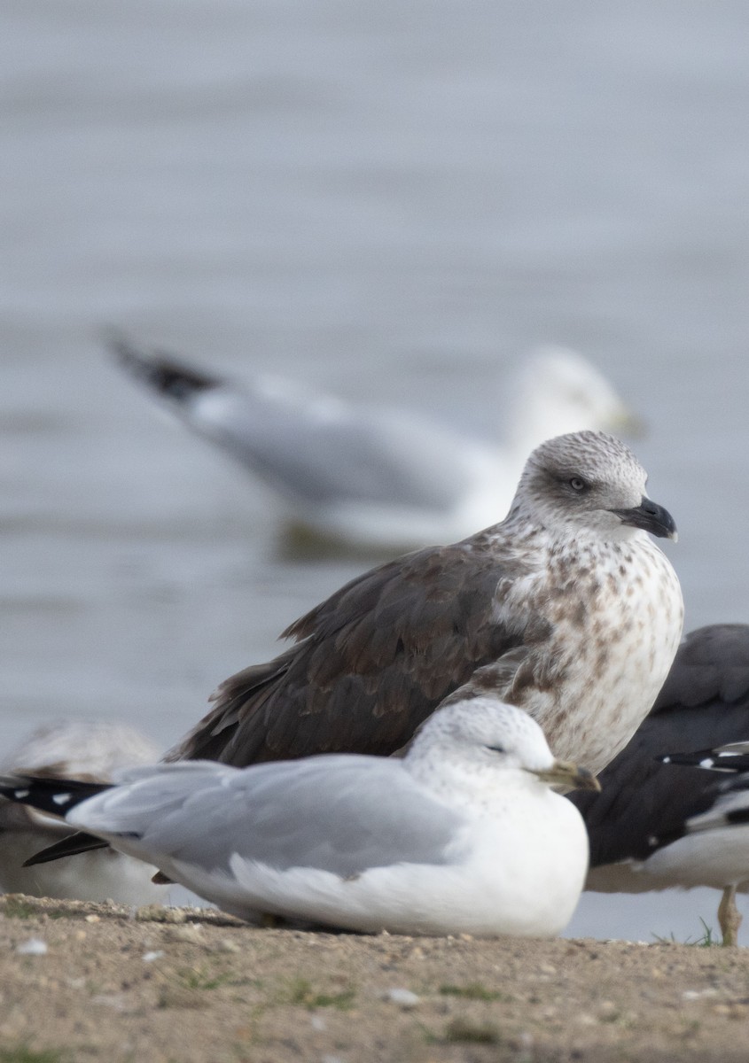 Lesser Black-backed Gull - ML645458993