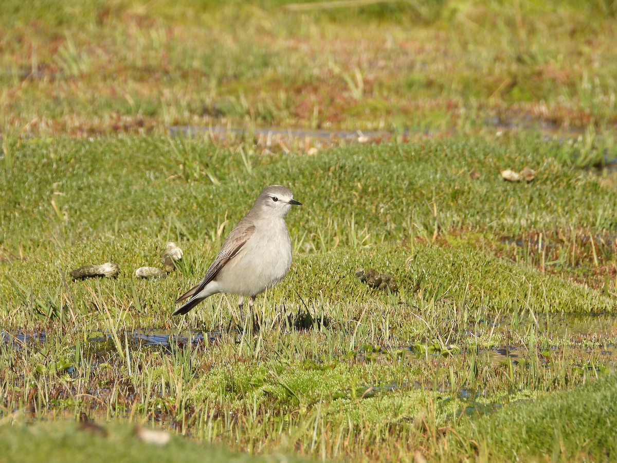 Ochre-naped Ground-Tyrant - ML645459003