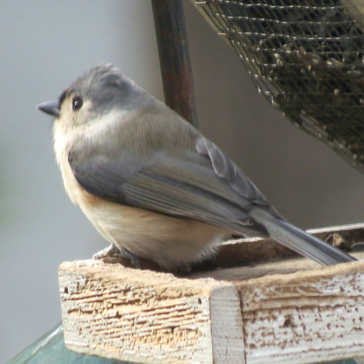 gråduskmeis - ML645459009