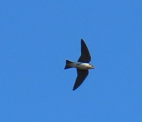 Tree Swallow - ML645459011