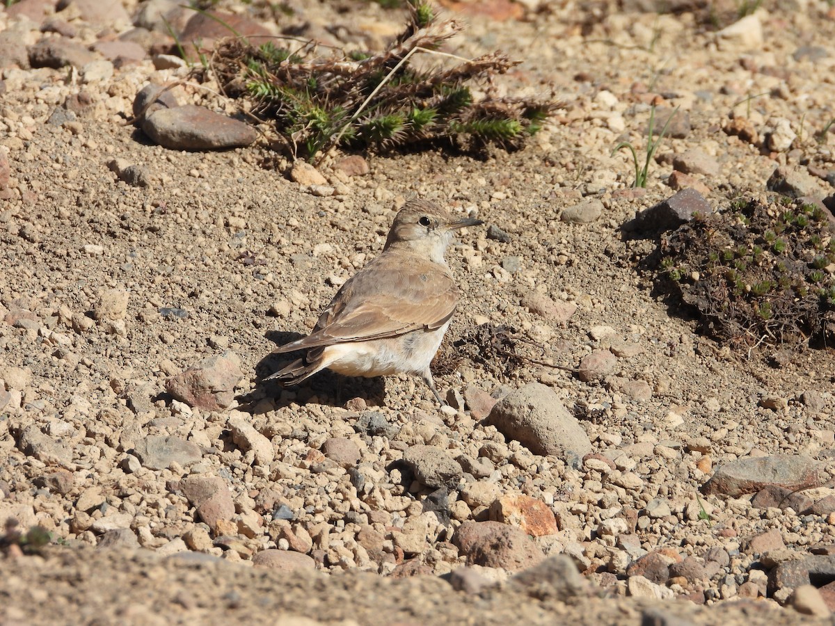 Creamy-rumped Miner - ML645459016