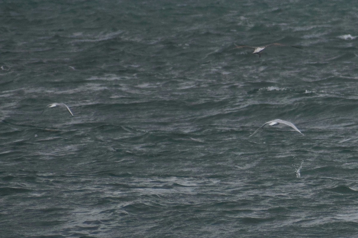 Мартиновий sp. - ML645459019