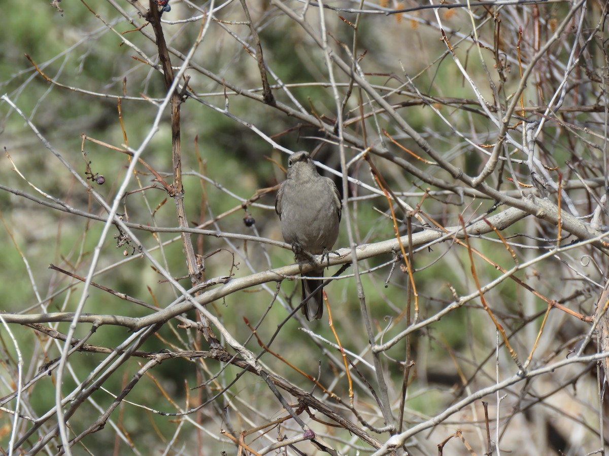 Townsend's Solitaire - ML645459021
